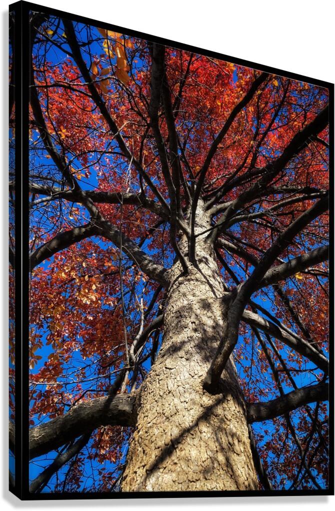 V877 Canvas Print