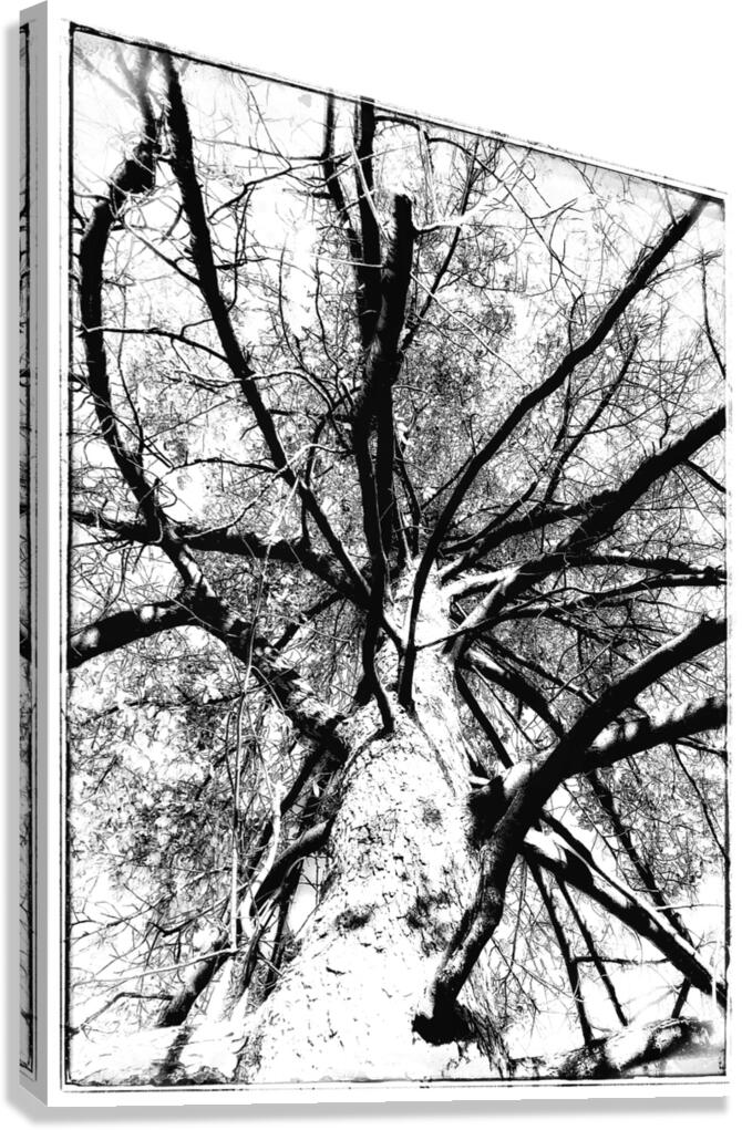 V879 Canvas Print