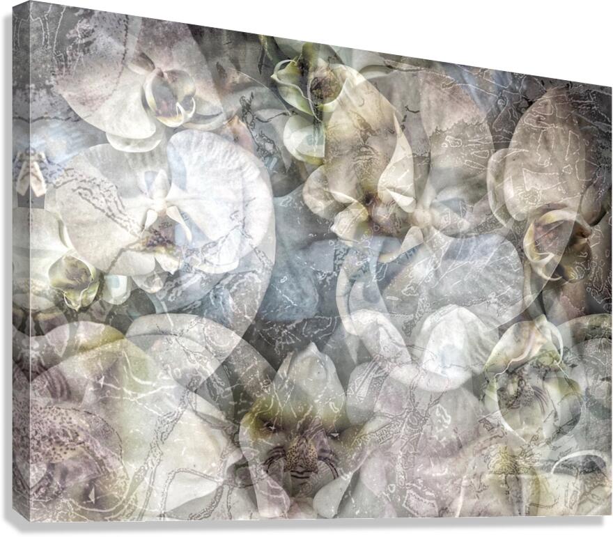 V896 Canvas Print