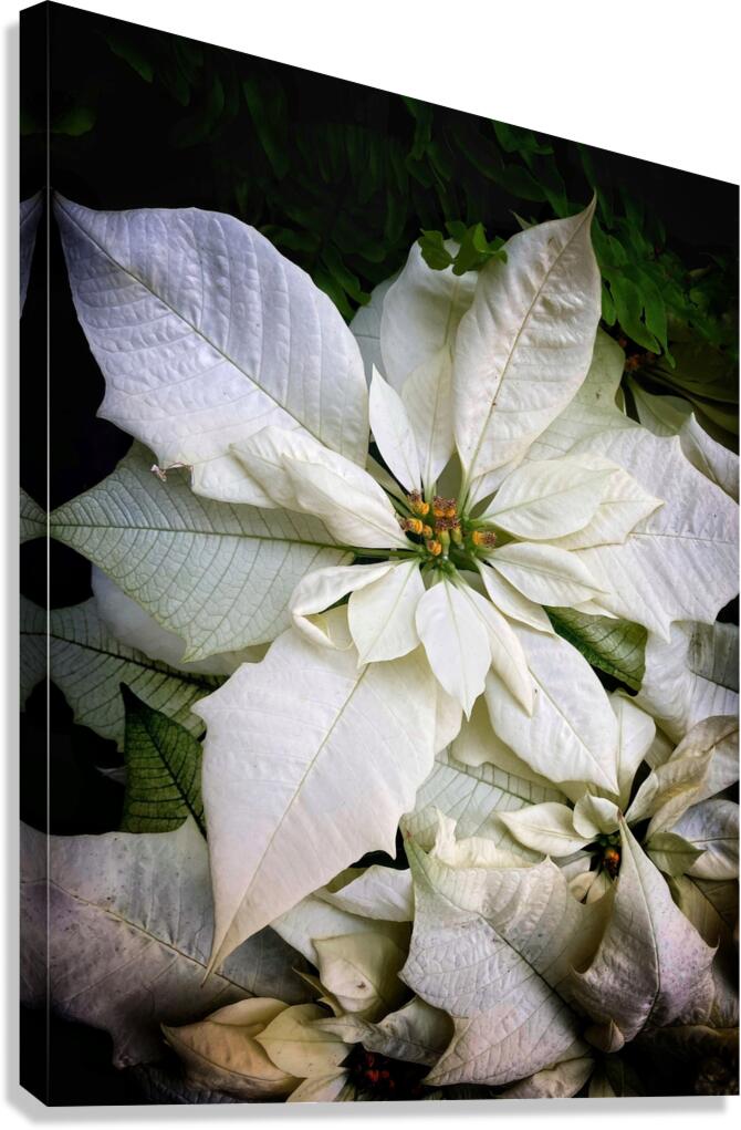 V908 Canvas Print