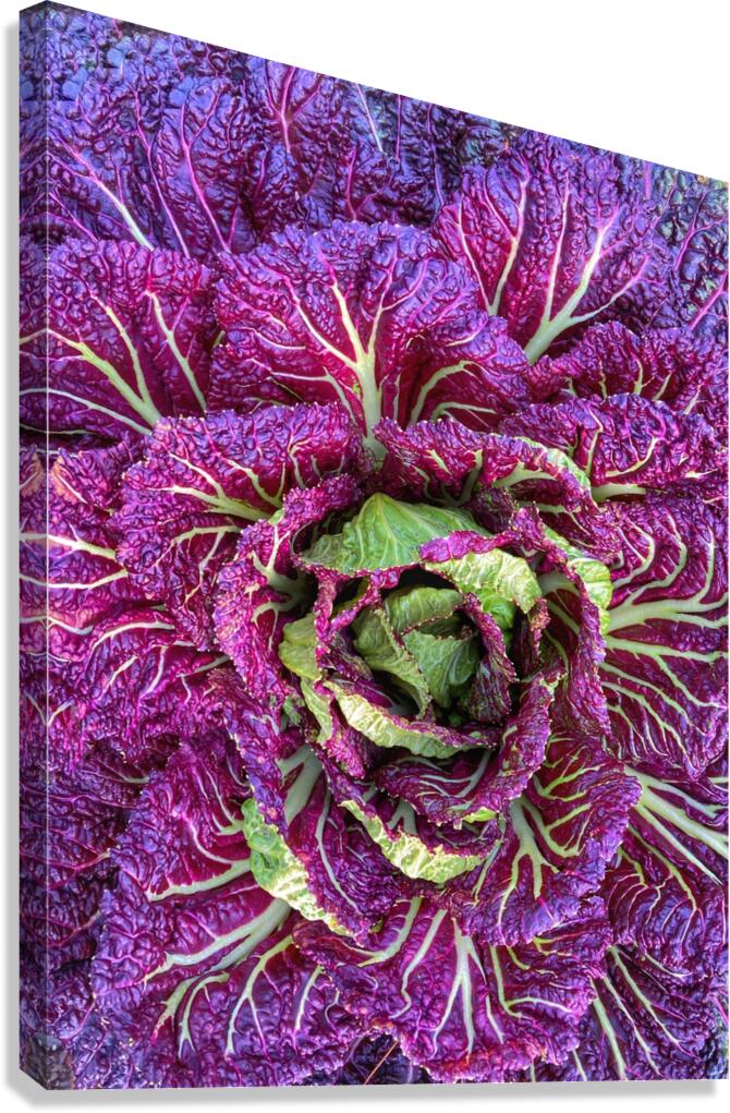 V909 Canvas Print
