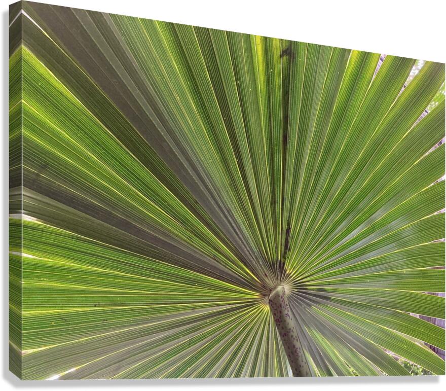 V910 Canvas Print