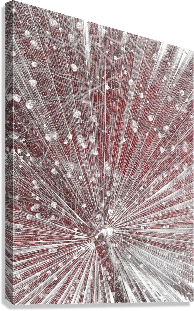 V916 Canvas Print