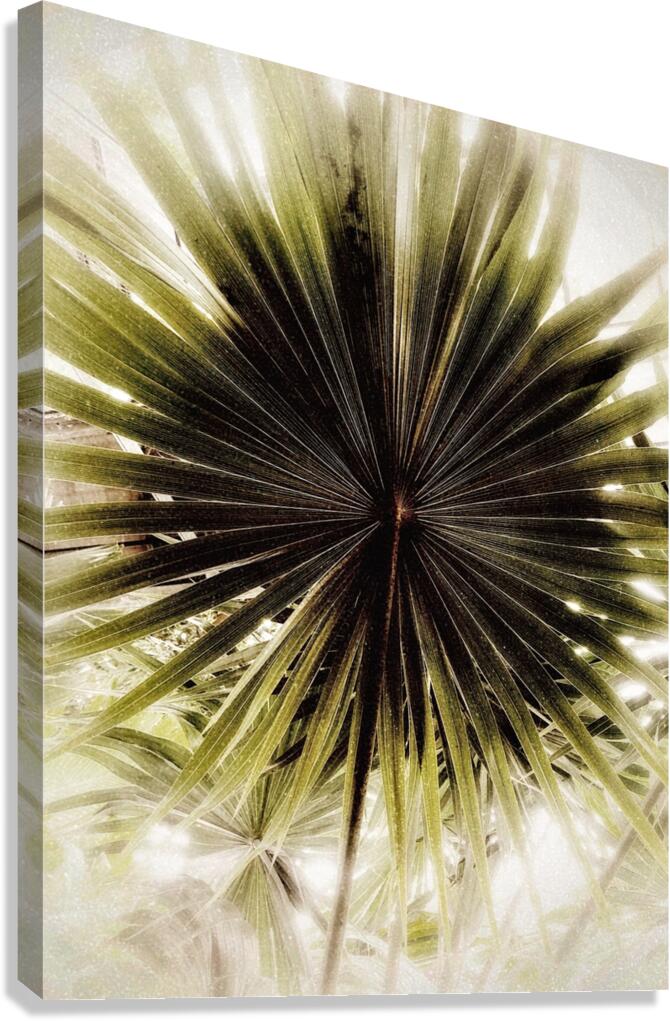 V921 Canvas Print