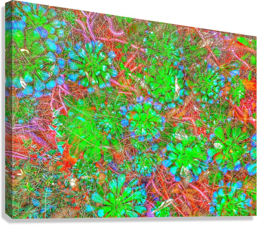 V926 Canvas Print