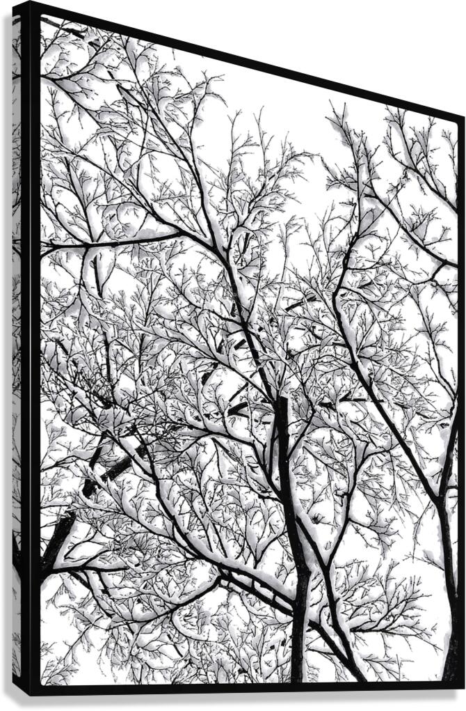 V969 Canvas Print