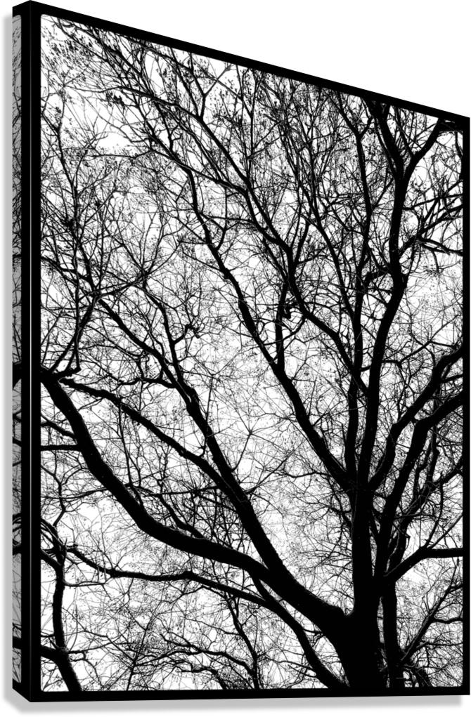 V970 Canvas Print