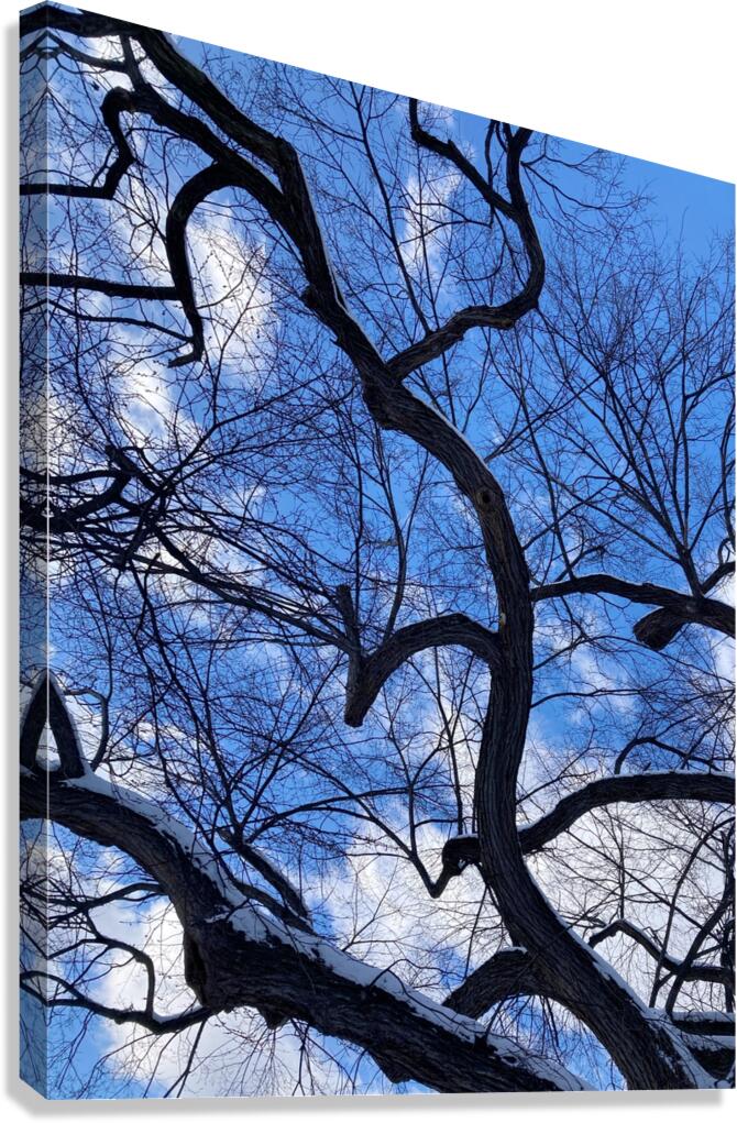 V971 Canvas Print