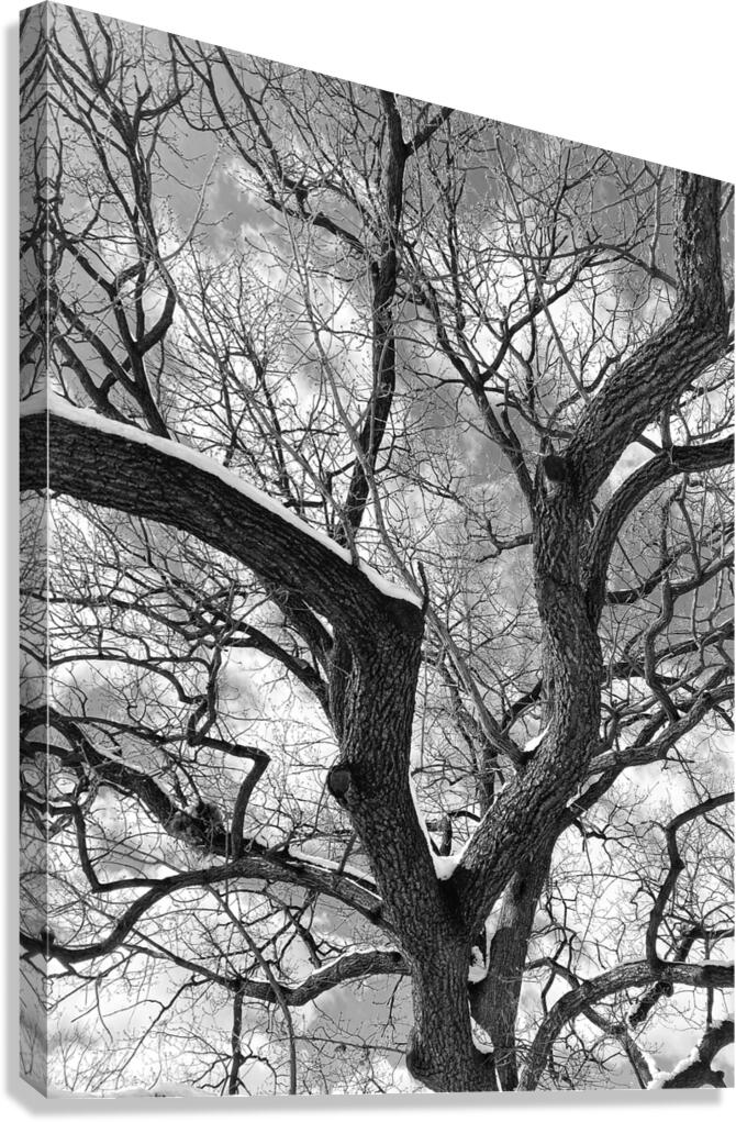 V972 Canvas Print