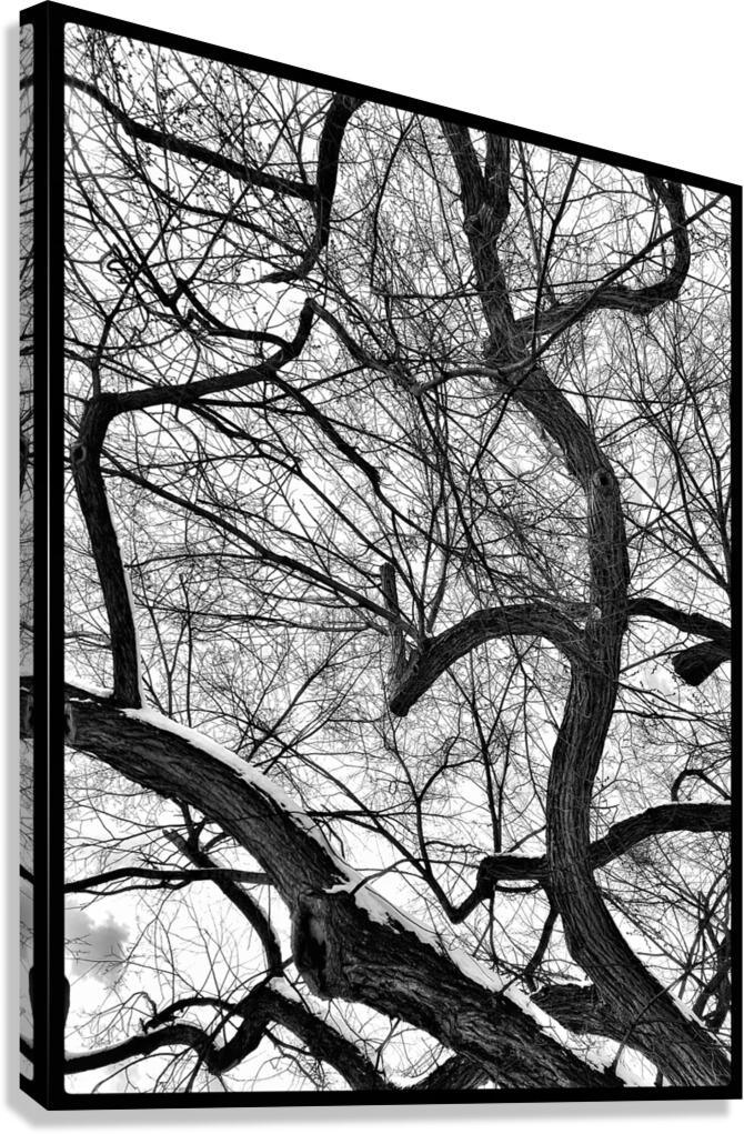 V973 Canvas Print