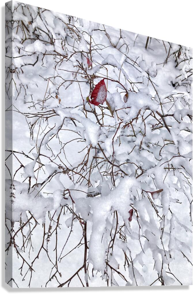 V974 Canvas Print