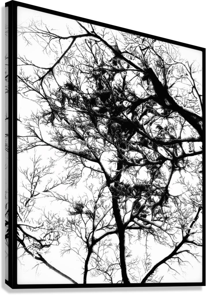 V978 Canvas Print