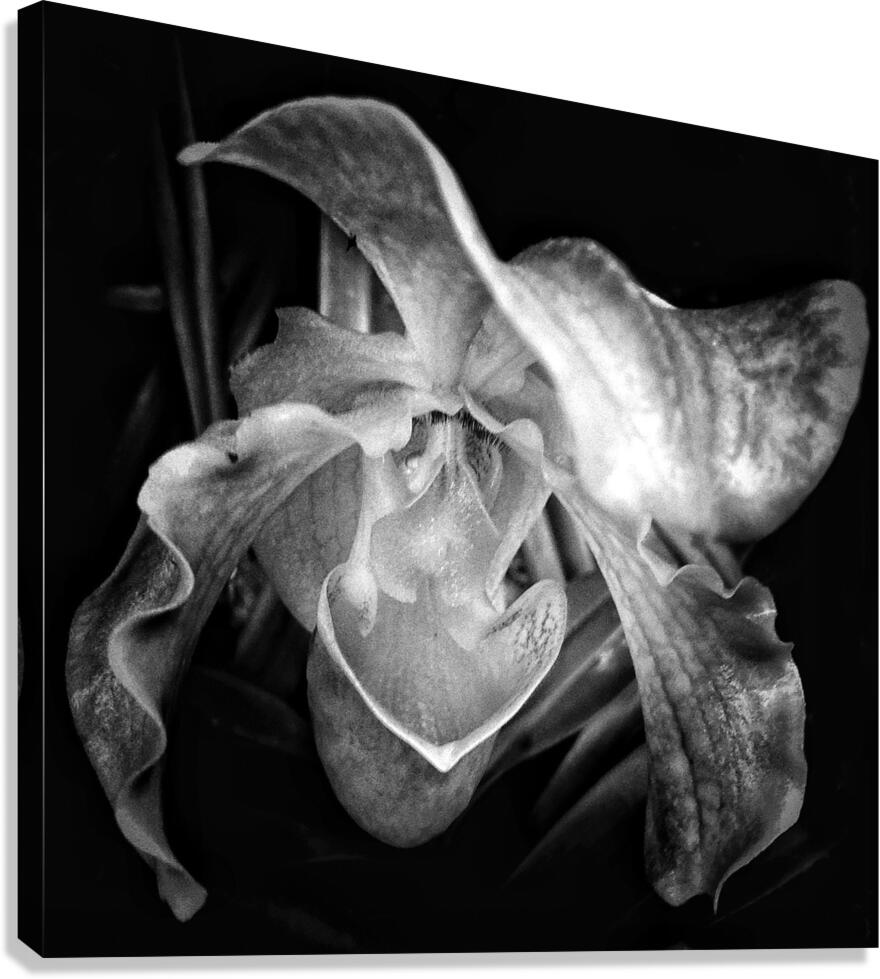 V1011 Canvas Print