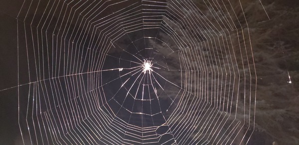 Spider web by Casey Ann Croucher