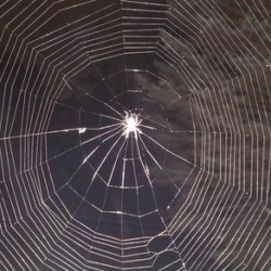Spider web
