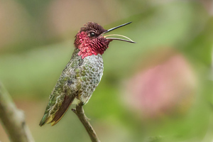 Annas HummerFun Soprano Singing