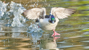 Bufflehead Duck Running Lift Off