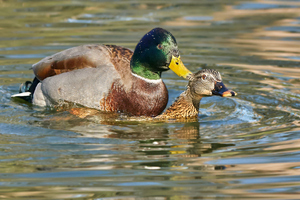 Mallard Romance