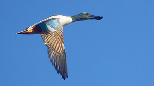 Northern Shoveler Flying High