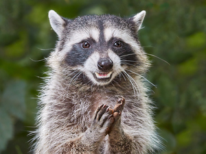 Rene   RaCoon