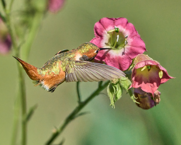 Allens HummerFun Sipping Nectar by RaphaelXOX
