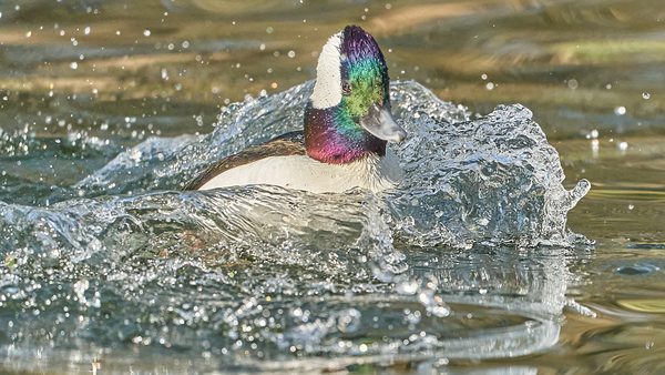 Bufflehead Splashing Waves Print