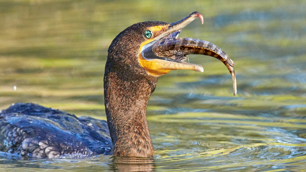 Cormorant Swallows Snack Print