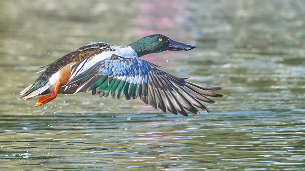 Northern Shoveler Lift Off by RaphaelXOX