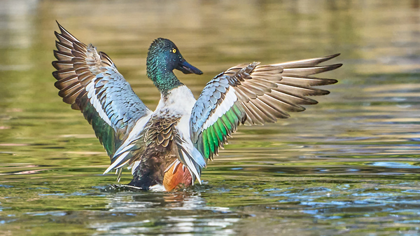 Northern Shoveler Splendor by RaphaelXOX