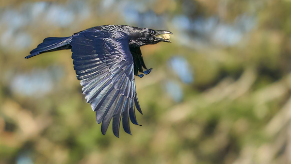 Raven Flying With A Treat by RaphaelXOX