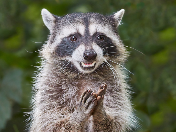 Rene   RaCoon Print
