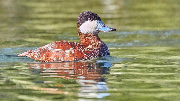 Ruddy Duck Looking Dapper Print