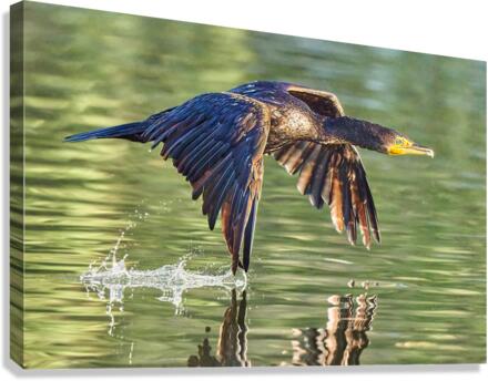 Cormorant Wing Tip Touch Canvas Print