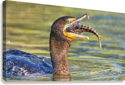 Cormorant Swallows Snack Canvas Print