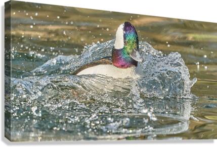 Bufflehead Splashing Waves Canvas Print