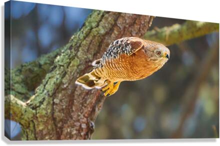 Leaping Red Shouldered Hawk Canvas Print
