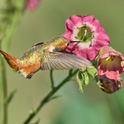 Allens HummerFun Sipping Nectar