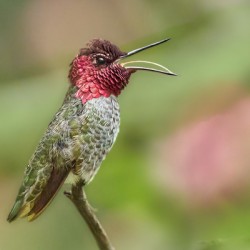 Annas HummerFun Soprano Singing