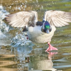 Bufflehead Duck Running Lift Off
