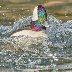 Bufflehead Splashing Waves