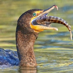 Cormorant Swallows Snack