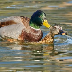 Mallard Romance