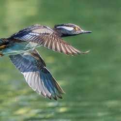 Merganser Races to the Finish Line