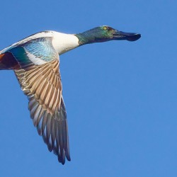 Northern Shoveler Flying High
