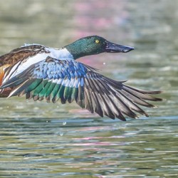 Northern Shoveler Lift Off