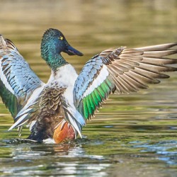 Northern Shoveler Splendor