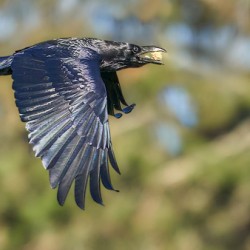 Raven Flying With A Treat