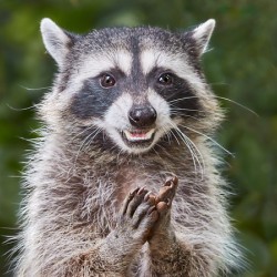 Rene   RaCoon