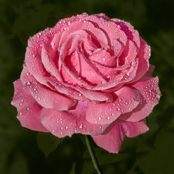 Rose Marie