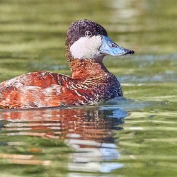 Ruddy Duck Looking Dapper